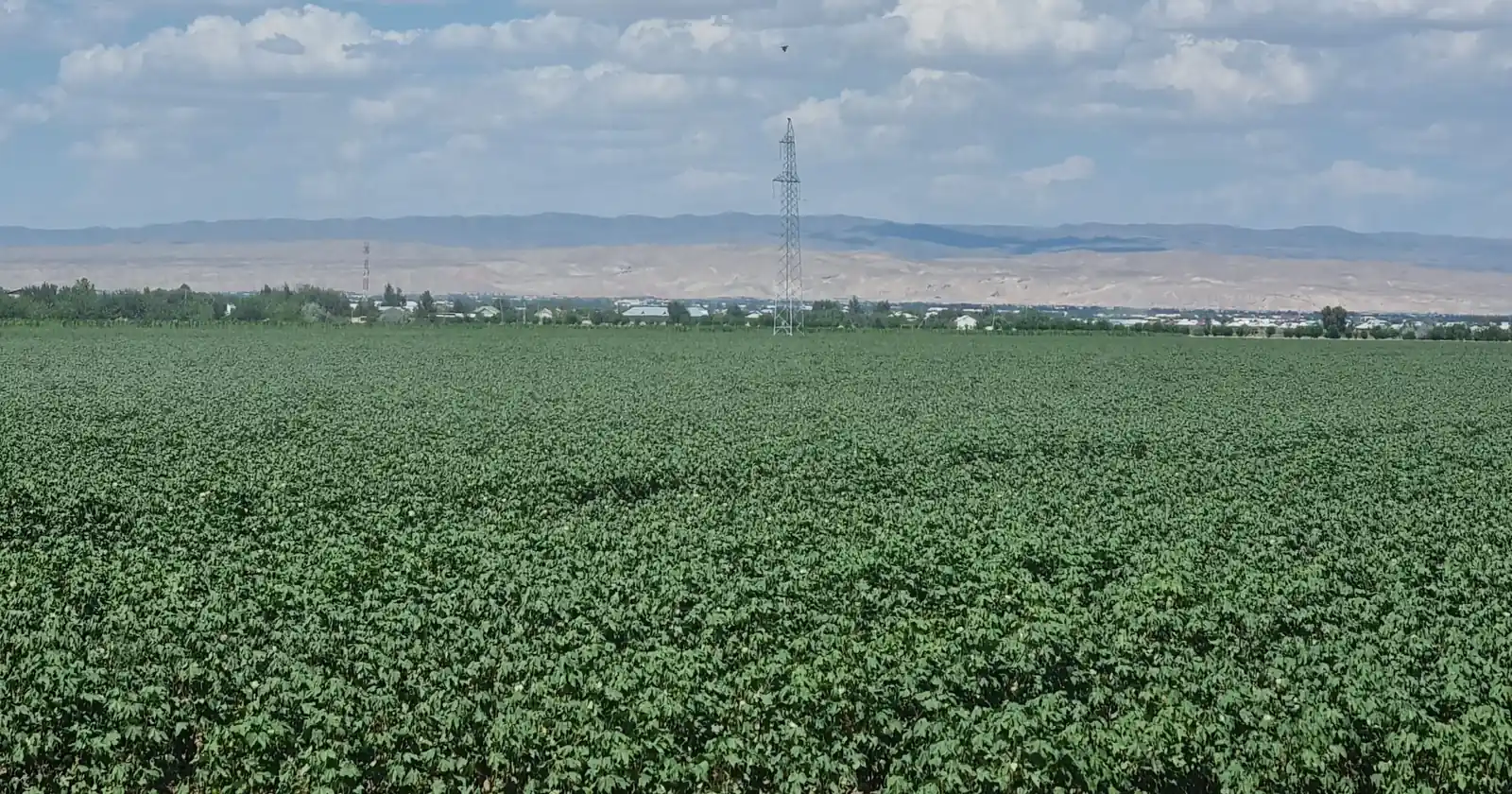 A green cotton field in Uzbekistan under a cloudy sky, with hills on the horizon